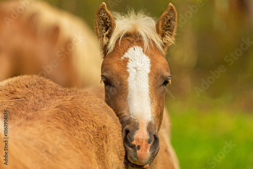 Fohlen - niedlich - Pferd - Haflinger - Allgäu - Bauernhof photo