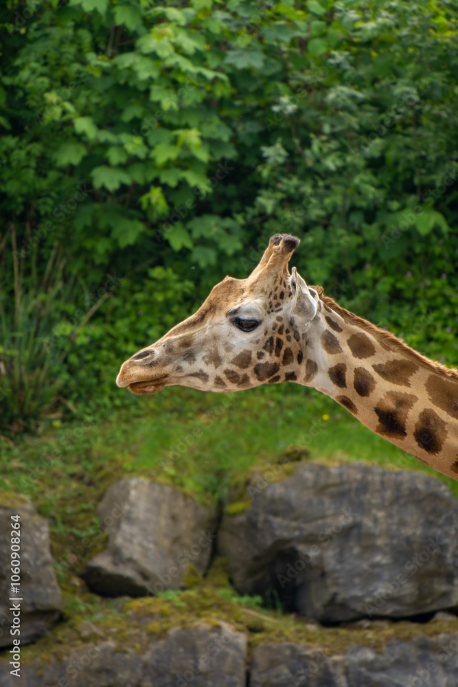 Close-up on the head of a giraffe. African giraffe Close-up on the head of a giraffe. African giraffe
