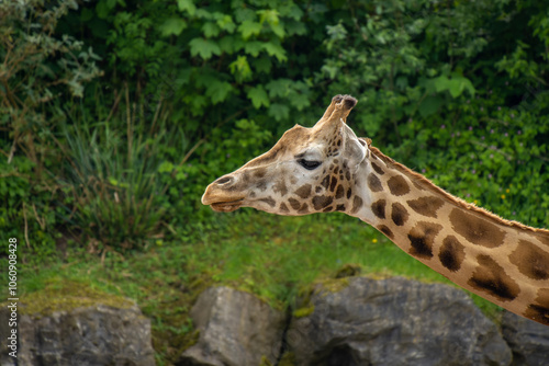 Close-up on the head of a giraffe. African giraffe