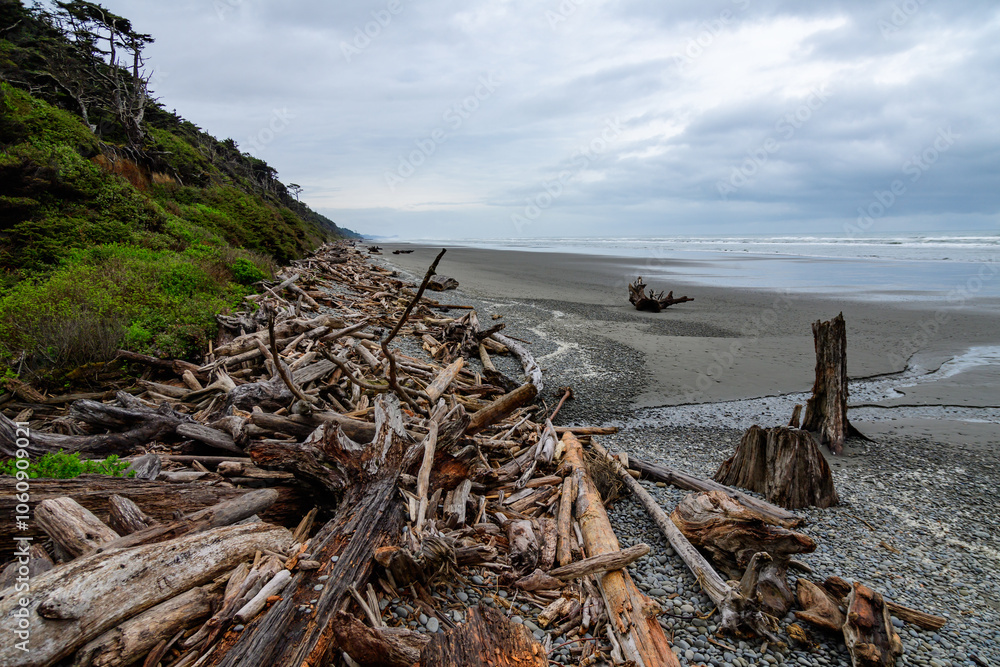 Trunks of trees that fell into the water on the shores of the Pacific Ocean in Olympic NP, Washington Trunks of trees that fell into the water on the shores of the Pacific Ocean in Olympic NP, Washington