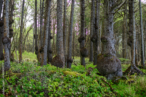 Burls, growths and epiphytes on conifer trunks in a damp forest in Olympic National Park photo