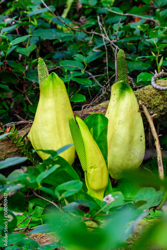 American skunk-cabbage Lysichiton americanus -  Yellow flowered wild plant in humid forest, USA photo