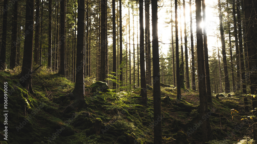 Obraz premium The sun is brightly shining through the trees in the lush forest