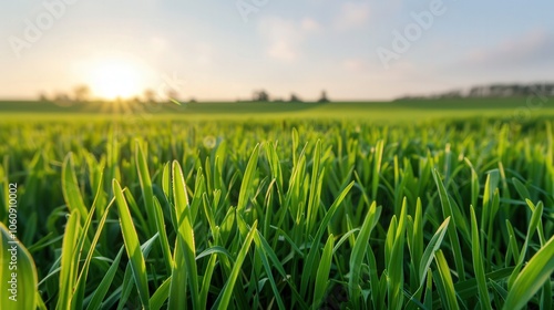 Sunlit Meadow of Serenity, a vibrant expanse of lush green grass, inviting tranquility and peace, bathed in warm sunlight, ideal for relaxation and reflection.