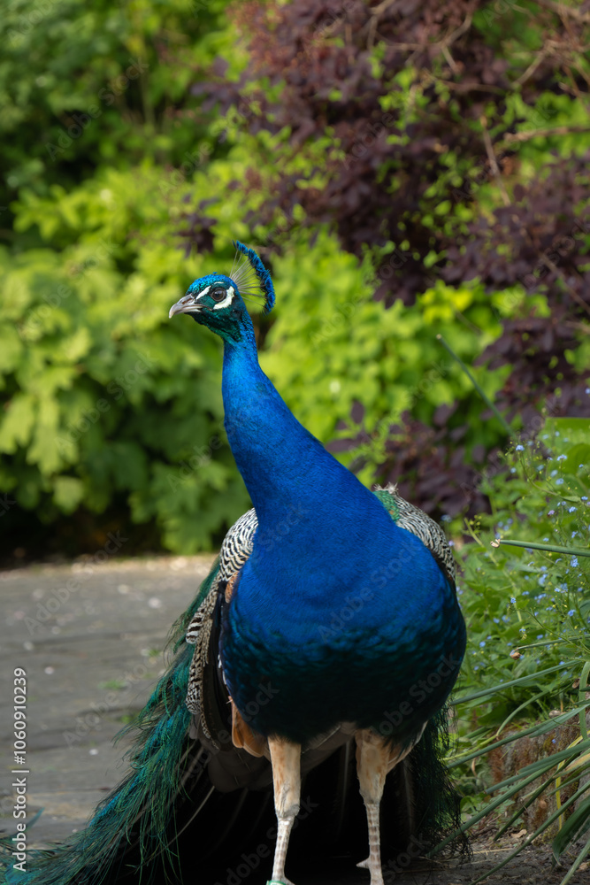 Elegant male peacock with fanned train to attract female, courtship display Elegant male peacock with fanned train to attract female, courtship display