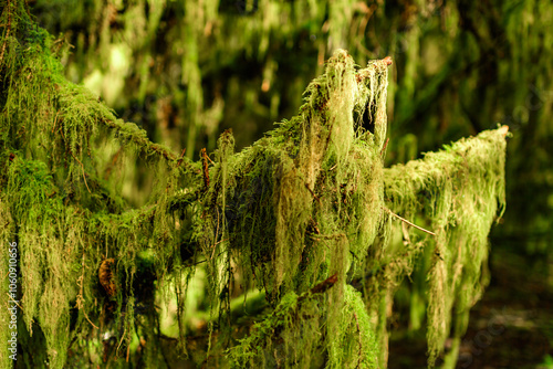 Trees overgrown with epiphytic plants Tillandsia in a humid forest in Olympic National Park