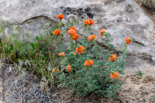 Flowering of desert ephemeral plants in the desert area of ​​Utah, USA photo