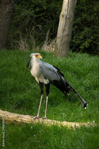 Portrait of a Sagittarius messenger bird, also known as a serpent, close-up profile photo