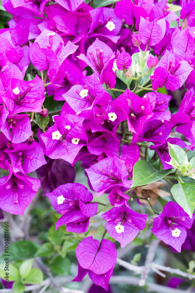 Beautiful great bougainvillea flowers. Beautiful great bougainvillea flowers.