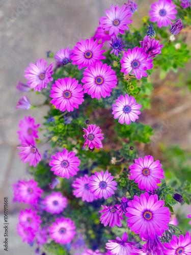 pink and purple flowers