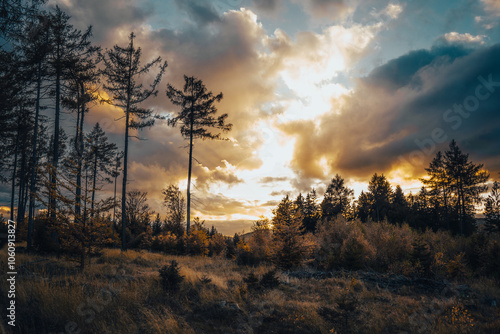 A sunset with majestic trees in front and fluffy clouds behind