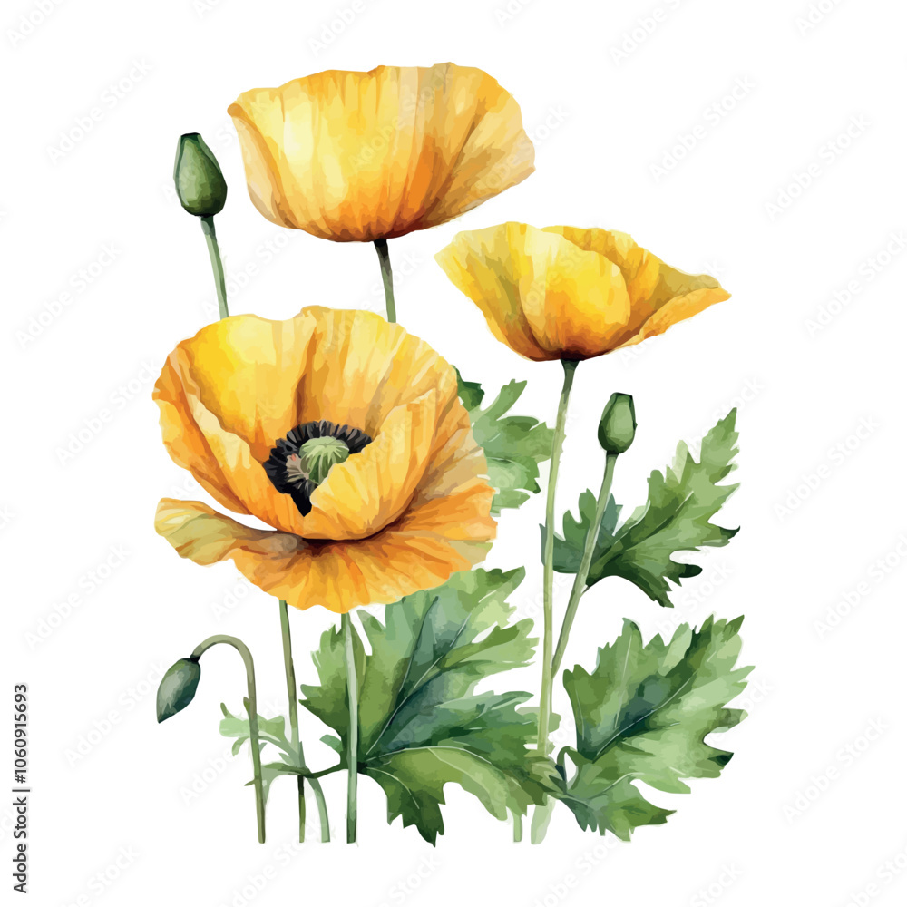 Obraz premium Red, yellow poppy flower watercolor illustration vector. Meadow wild blossom set, field blooming plants clip art. Green buds and leaves