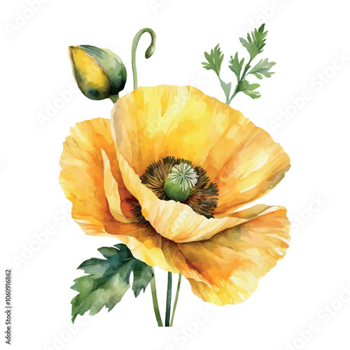 Red, yellow poppy flower watercolor illustration vector. Meadow wild blossom set, field blooming plants clip art. Green buds and leaves