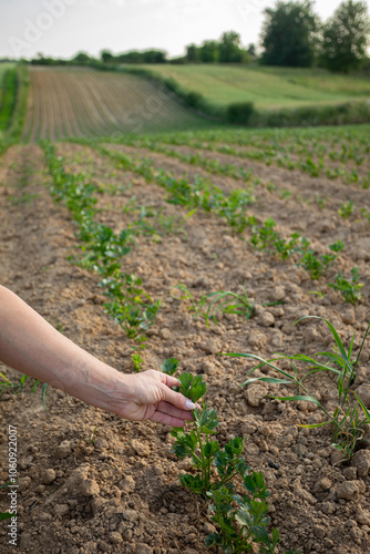 CloseUp of a Hand Carefully Inspecting Fresh Green Plants in a Vibrant Field of Growth