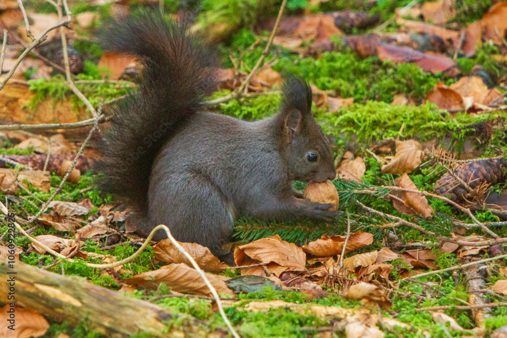 Eichhörnchen - niedlich - Nuss - Allgäu Eichhörnchen - niedlich - Nuss - Allgäu
