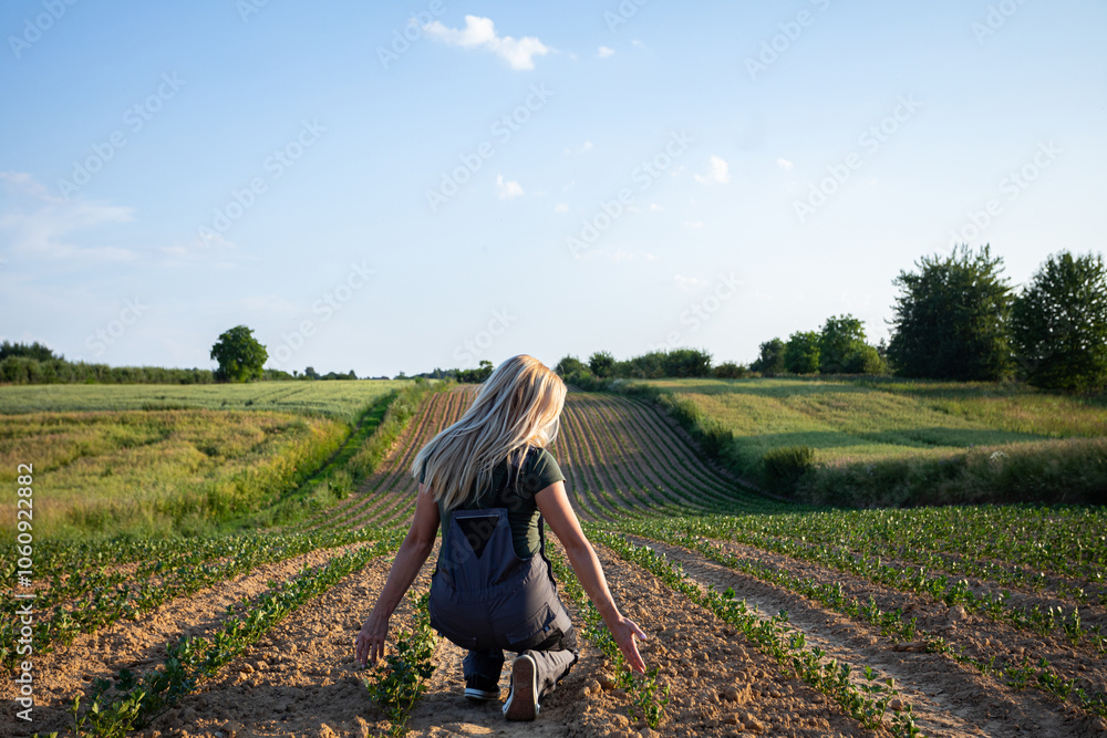 Fototapeta premium Harvesting Potatoes in a Beautiful, Sunlit Field Within the Serene Countryside Environment