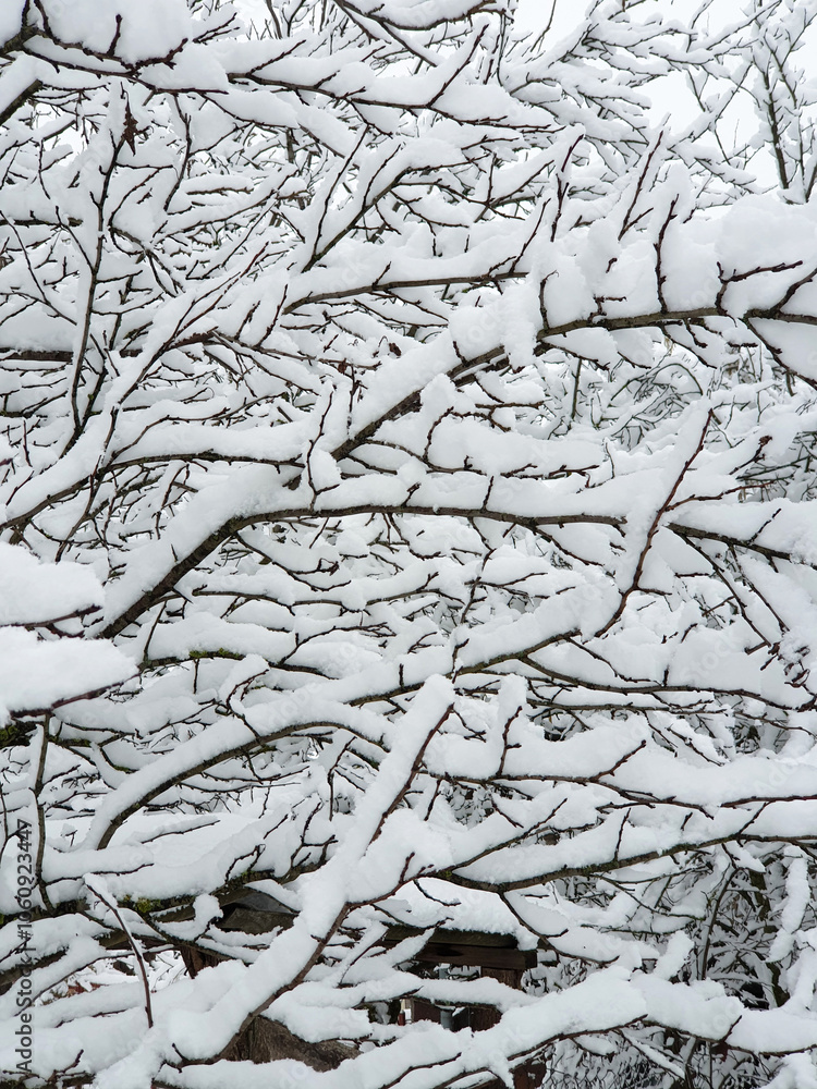 frozen tree. branches covered by white snow - winter season