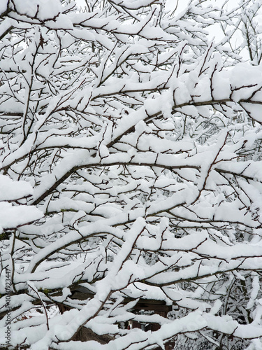 Obraz na płótnie frozen tree. branches covered by white snow - winter season w salonie