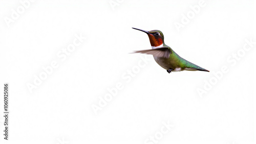 bird on a white background