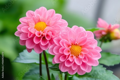 Vibrant pink dahlias in full bloom, showcasing intricate petal textures and bright yellow centers.