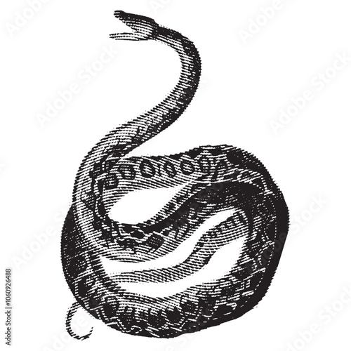 snake isolated on white