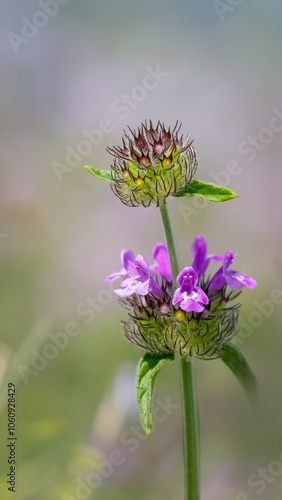 Wild basil - Clinopodium vulgare