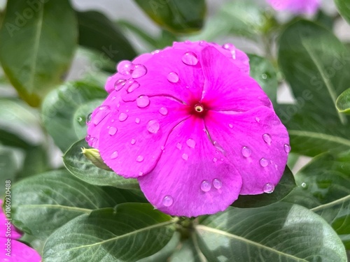 Wildflower with brightly colored petals in the middle of nature