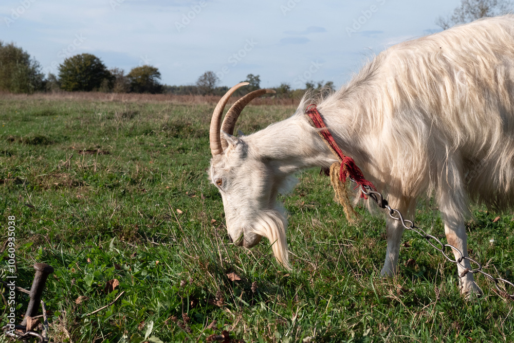 Obraz premium Goats graze on the meadow. Agriculture. Care of goats.