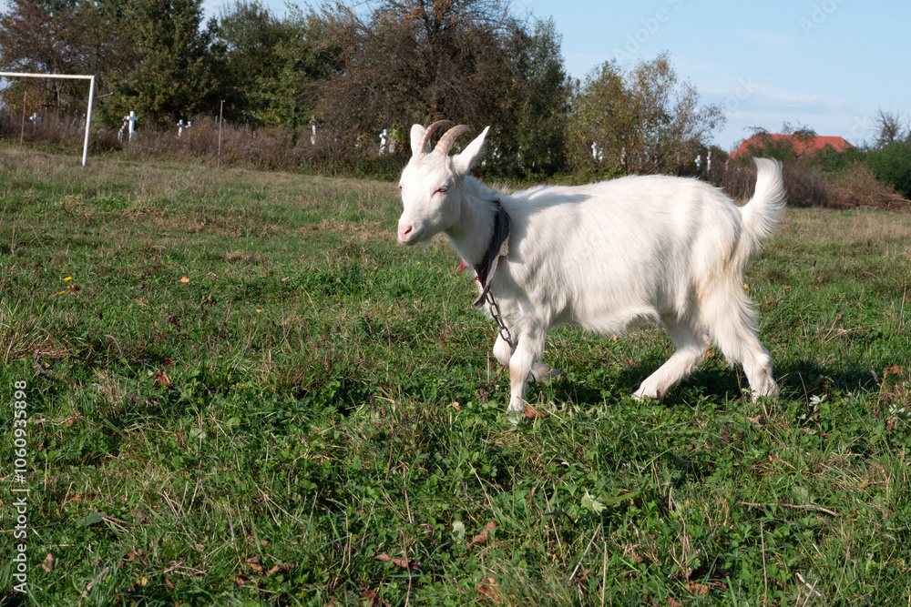 Goats graze on the meadow. Agriculture. Care of goats. Goats graze on the meadow. Agriculture. Care of goats.