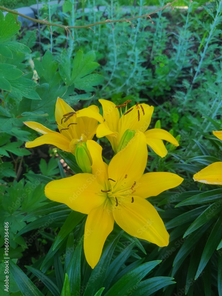 Lilies bloom in the garden Lilies bloom in the garden