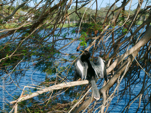 Anhinga black bird perched on small tree limbs on the edge of water. Wings are spread open on a sunny day. Blue lakewater and green tree in the background in early morning sun. Has a long neck. 
