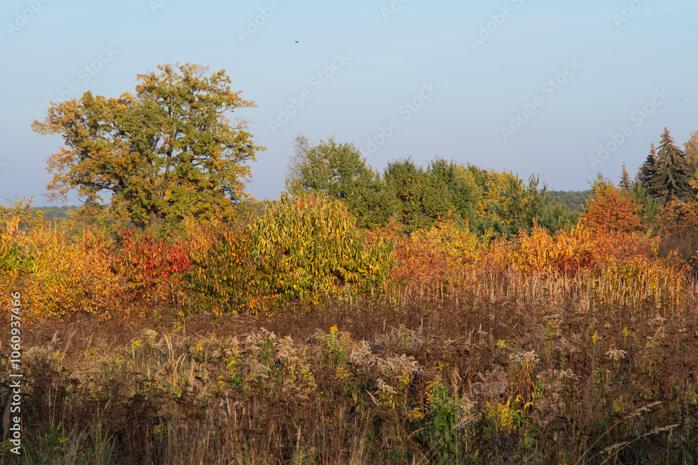 Fototapeta premium Autumn Meadow with Wildflowers and Trees in Vibrant Colors