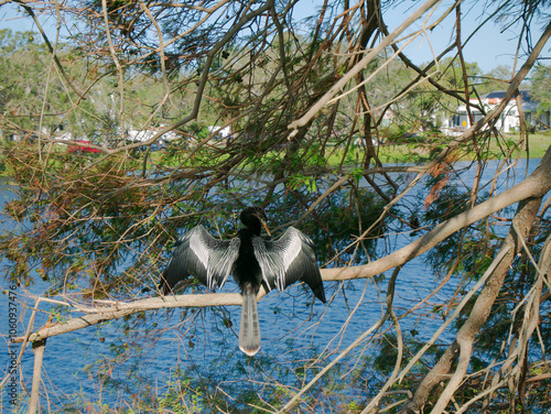 Anhinga black bird perched on small tree limbs on the edge of water. Wings are spread open on a sunny day. Blue lakewater and green tree in the background in early morning sun. Has a long neck. 
 photo