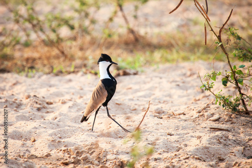 Spur-winged lapwing photo