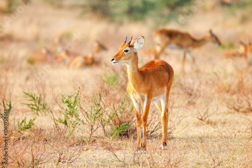 Oribi antelope