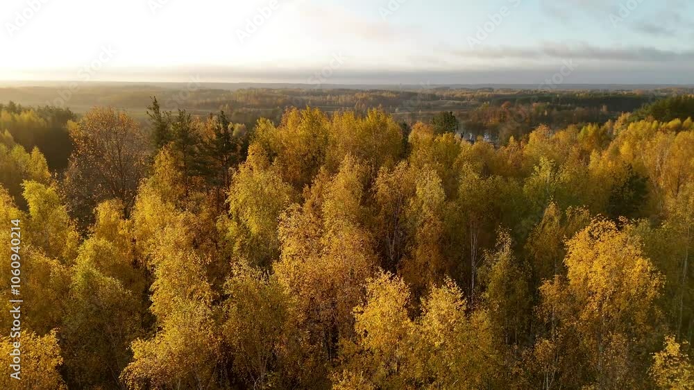 Aerial view of autumn forest with vibrant yellow and orange foliage. Drone shot of autumn forest with dense yellow-orange foliage in warm, natural light. Aerial view of autumn forest with vibrant yellow and orange foliage. Drone shot of autumn forest with dense yellow-orange foliage in warm, natural light.