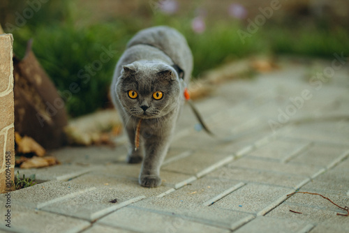 Bild auf Leinwand Grey Scottish Fold cat gracefully walking through vibrant garden, exploring lush