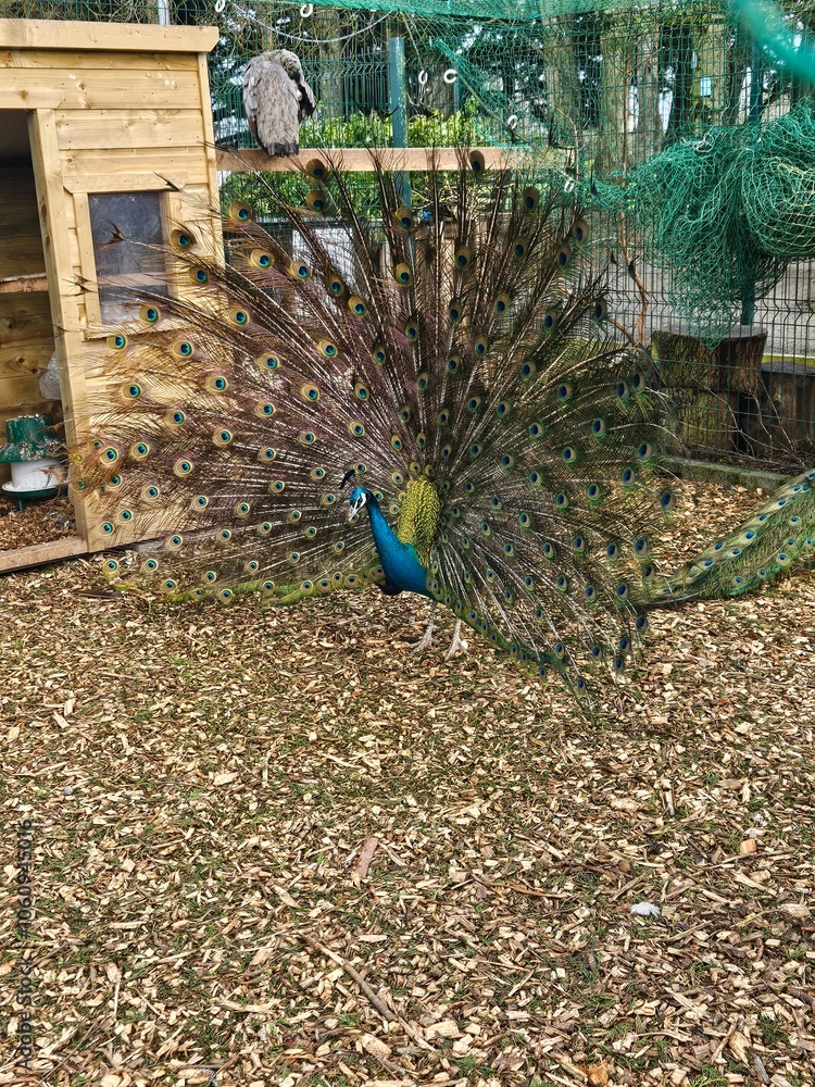 Obraz premium peacock with feathers