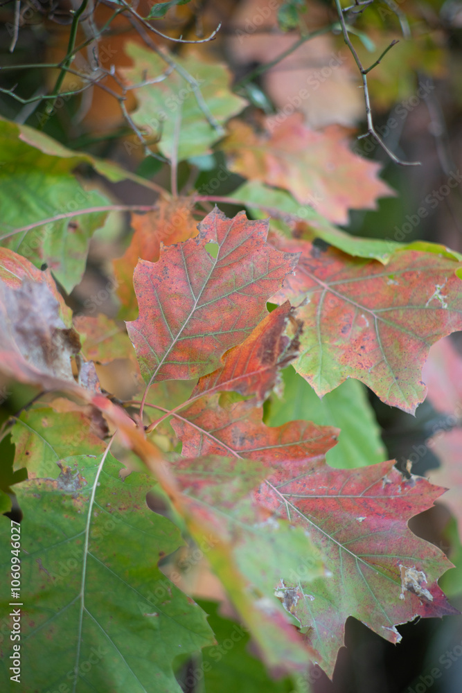 Autumn Leaves in Vibrant Colors Close-Up Autumn Leaves in Vibrant Colors Close-Up