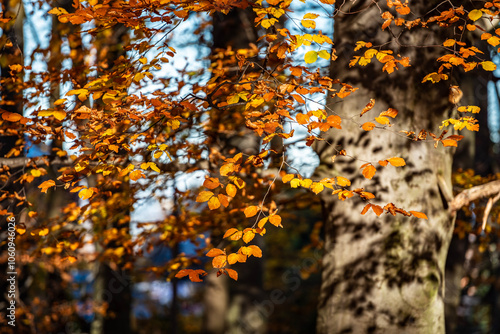 Fototapeta Naklejka Na Ścianę i Meble -  Jesień