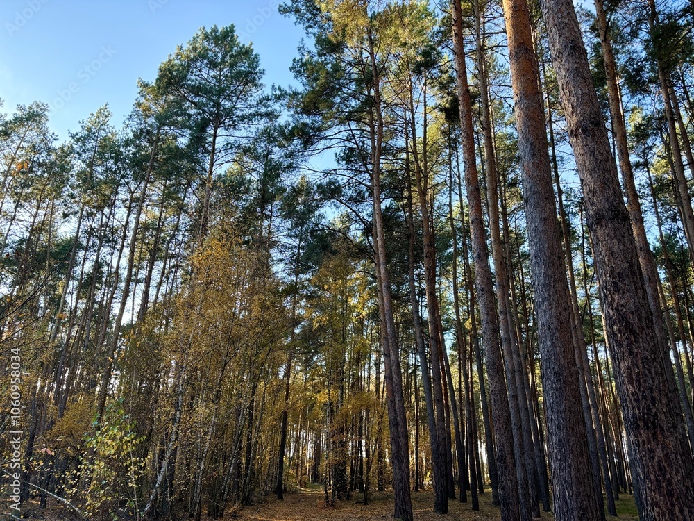 forest autumn forest autumn