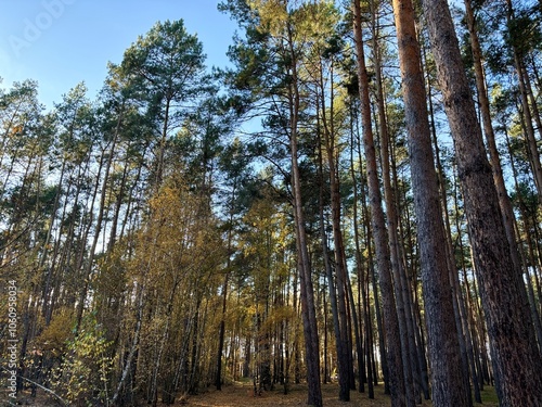 forest autumn