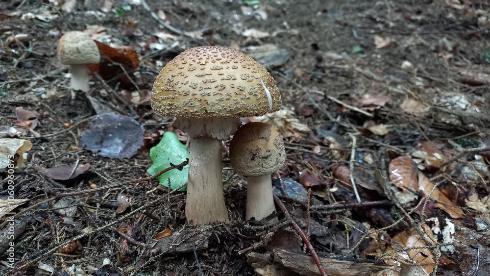 Forest mushroom. White mushroom. Fly agaric. Poisonous mushroom. Forest mushroom. White mushroom. Fly agaric. Poisonous mushroom.