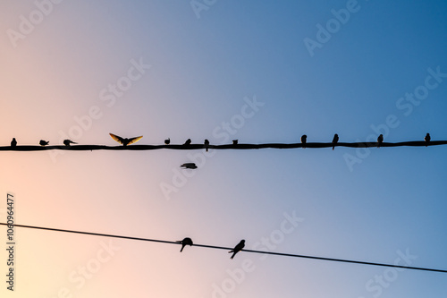 Des oiseaux sur un fil, l'un d'eux écartant ses ailes photo