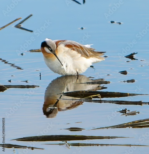 Wilsons Phalarope feeding in a wetland photo