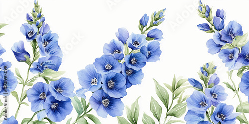 Flower isolated on white:  Beautiful purple flower on White Background, Blossom, Flower rose