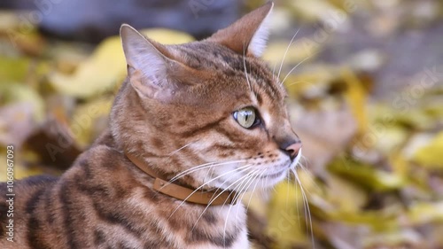 Portrait of bengal cat outdoors in autumn , horizontal 4k footage