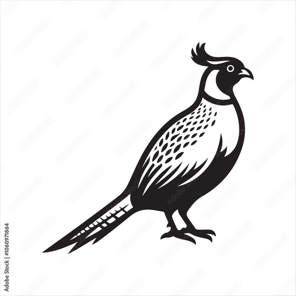 Fototapeta premium Pheasant bird on isolated white background.