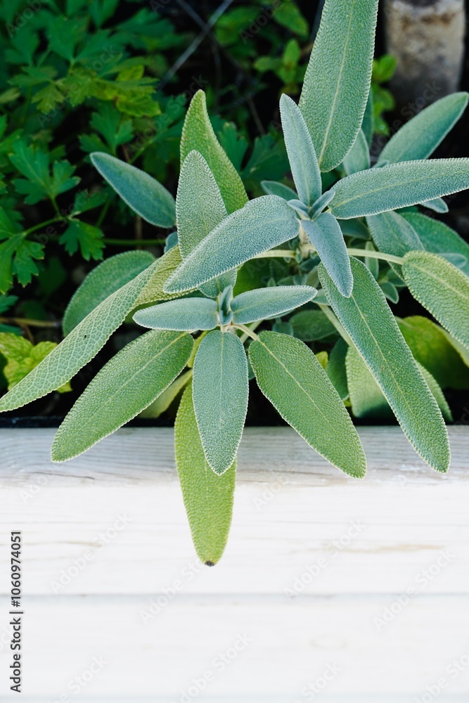 Obraz premium Sage plant grows in the garden.