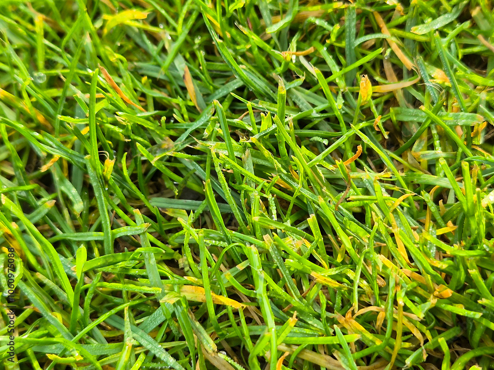 Close-up of lush green grass with dew drops, showcasing nature's beauty and detail Close-up of lush green grass with dew drops, showcasing nature's beauty and detail